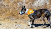 Orange Dog Bandana L Size Hi Visibility Reflective Blaze Orange Bandana for Large Pets Safety Accessories for Walking Camping and Off Leash Exploratio