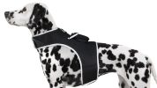 Inexpensive Dog Locator Device Waterproof + Perimeter Fencing Settings Size:XXL